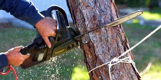 How Our Tree Care Process Works  in  Tabor City, NC