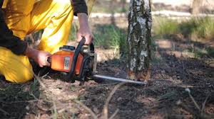 Best Stump Grinding and Removal  in Tabor City, NC