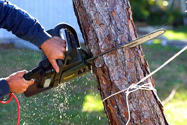 Professional Tree Services in Tabor City, NC