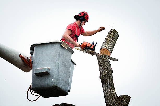 Best Root Management and Removal  in Tabor City, NC